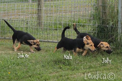 I tre cuccioli